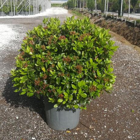 Viburnum tinus 'Eve Price' Sphere - available from Cedar Nursery, Surrey