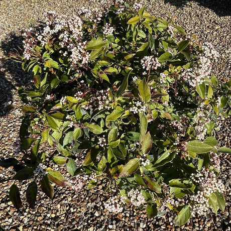 Viburnum tinus 'Eve Price' - available direct from Cedar Nursery, Surrey