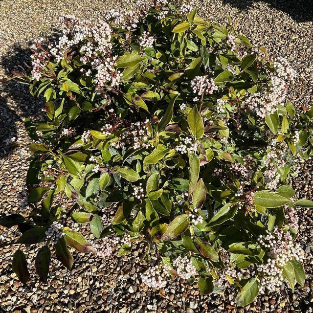 Viburnum tinus 'Eve Price' 