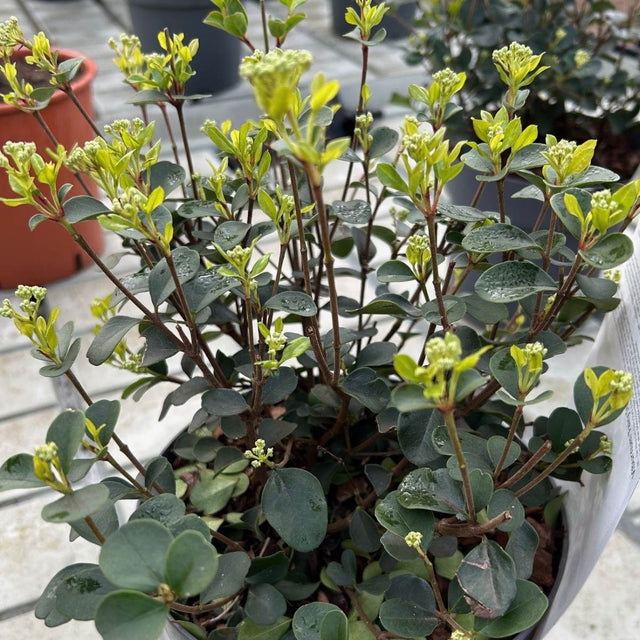 Buy Viburnum Tiny Stars from Cedar Nursery, Surrey