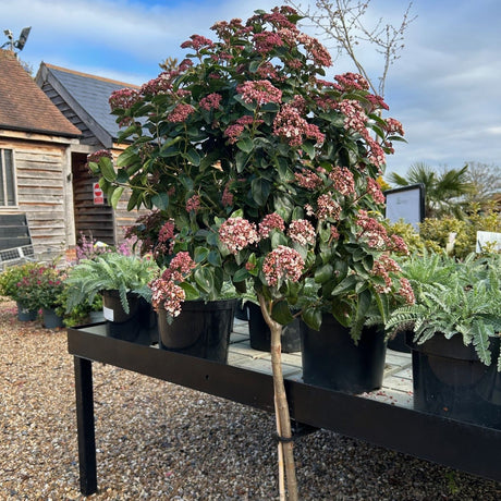 Buy Viburnum tinus 'Lisarose' direct from Cedar Nursery, Surrey