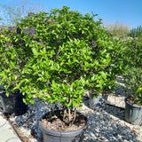 Viburnum tinus 'Eve Price'