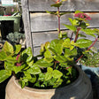 Viburnum tinus 'Rock 'n' Rolla'
