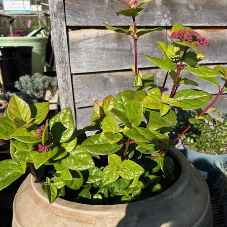 Viburnum tinus 'Rock 'n' Rolla'
