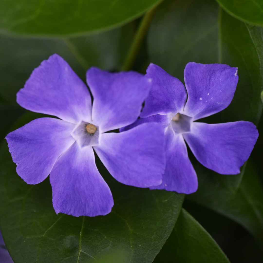 Vinca minor from Cedar Nursery, Cobham