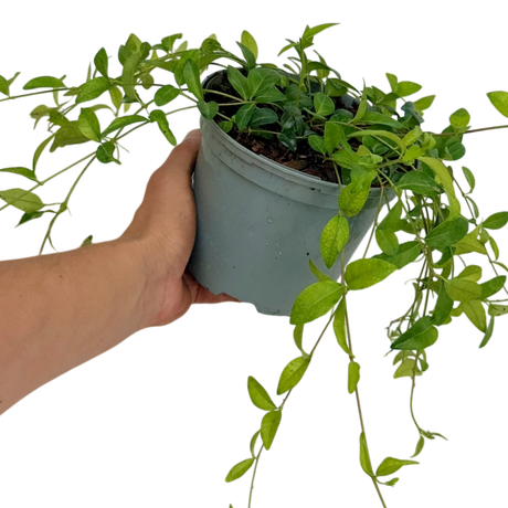 Vinca minor from Cedar Nursery, Cobham