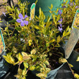 Vinca minor 'Aureovariegata'