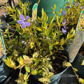 Vinca minor 'Aureovariegata'