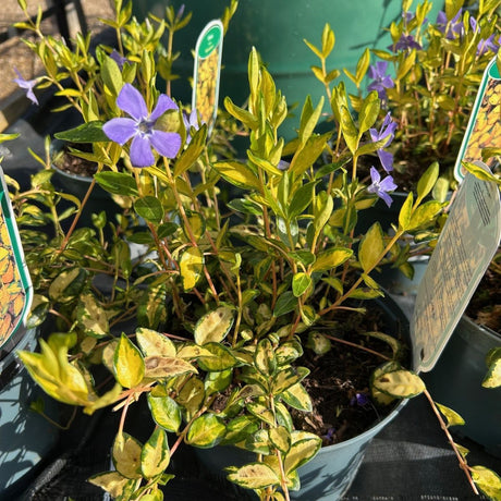 Vinca minor 'Aureovariegata'