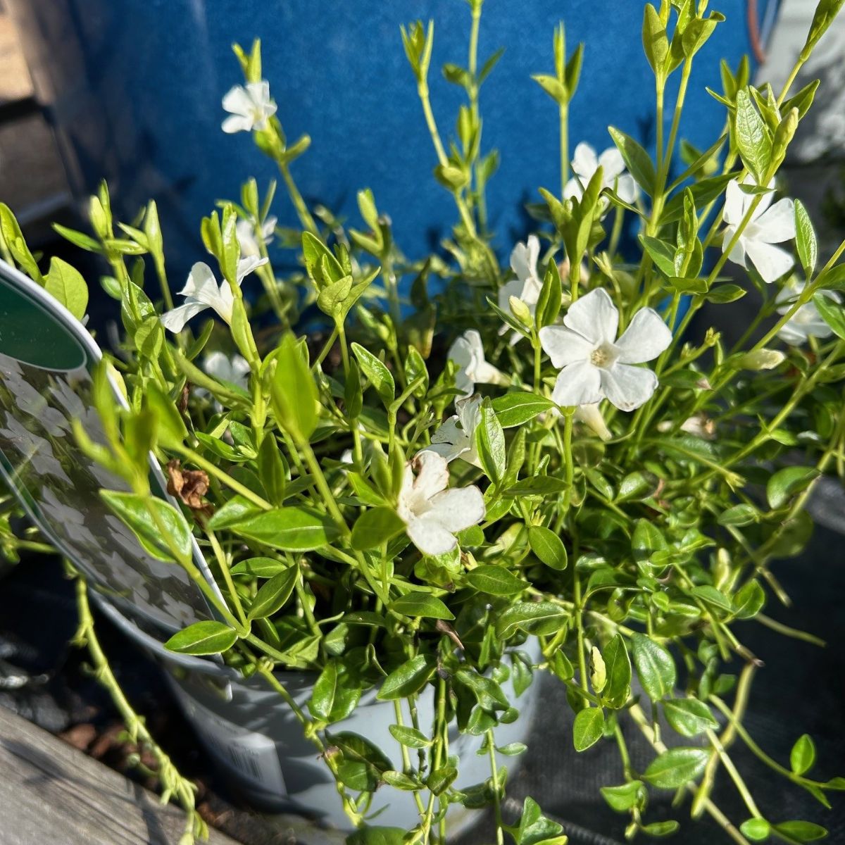 Vinca minor 'Elisa'