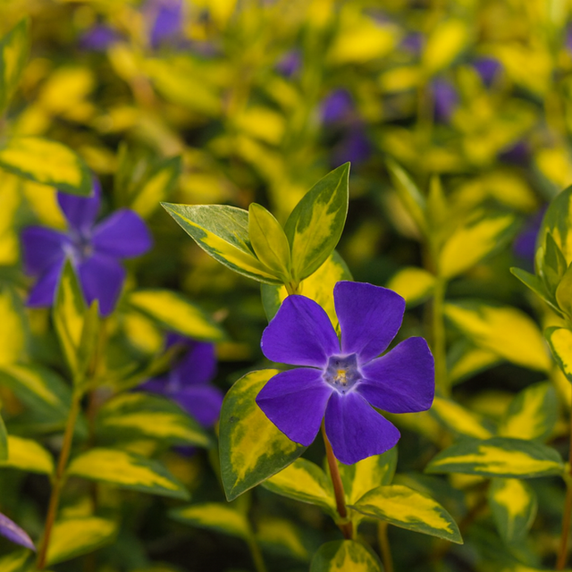 Vinca minor 'Illumination' (v) from Cedar Nursery, Cobham