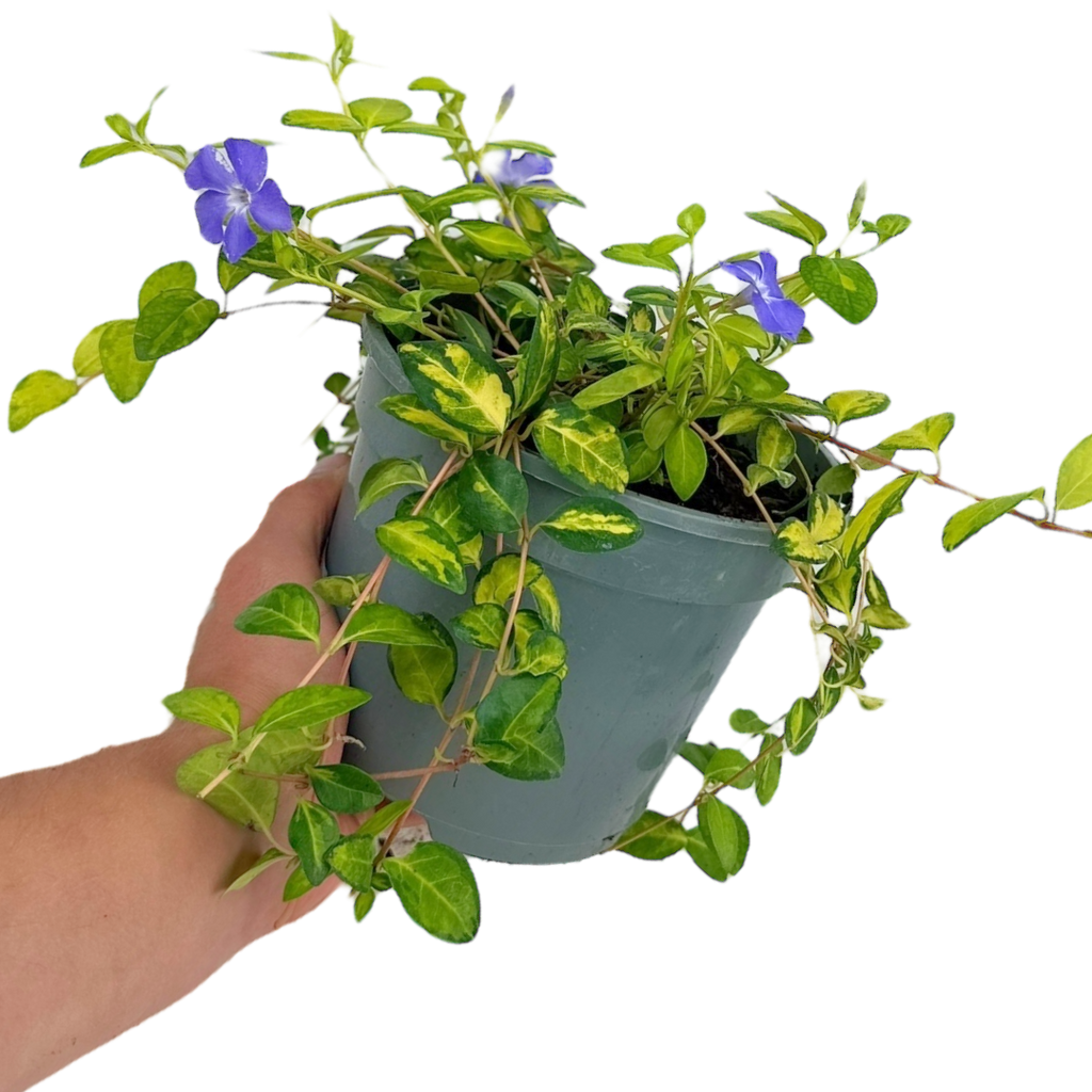 Vinca minor 'Illumination' (v) from Cedar Nursery, Cobham