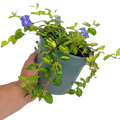 Vinca minor 'Illumination' (v) from Cedar Nursery, Cobham