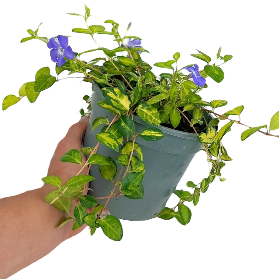 Vinca minor 'Illumination' (v)