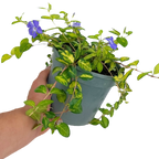 Vinca minor 'Illumination' (v) from Cedar Nursery, Cobham