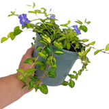 Vinca minor 'Illumination' (v)