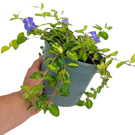 Vinca minor 'Illumination' (v) from Cedar Nursery, Cobham