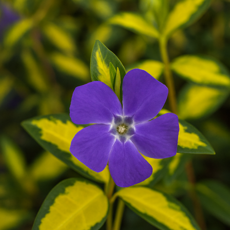 Vinca minor 'Illumination' (v) from Cedar Nursery, Cobham