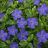 Vinca minor 'Ralph Shugert' (v) from Cedar Nursery, Cobham