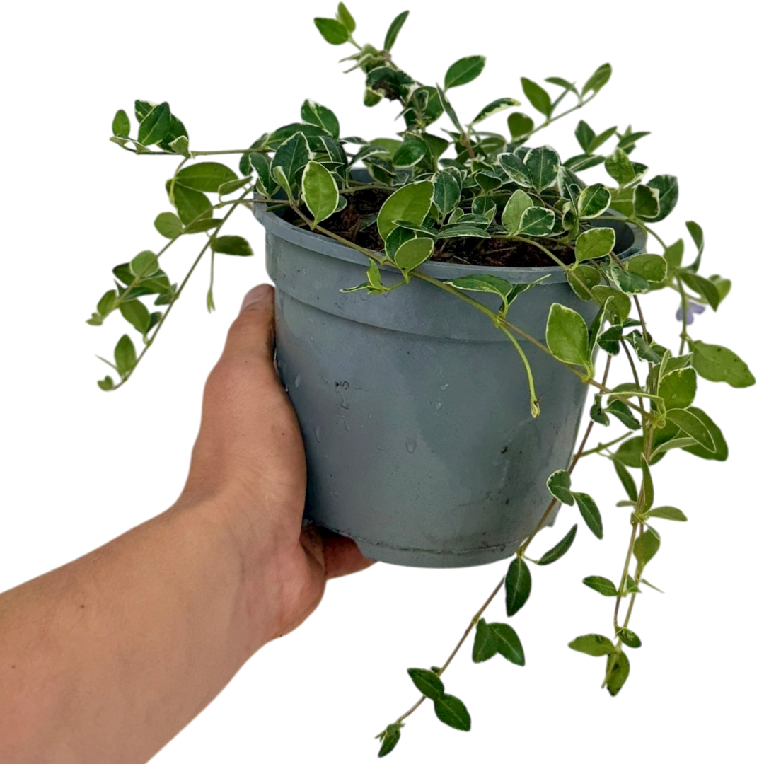 Vinca minor 'Ralph Shugert' (v)