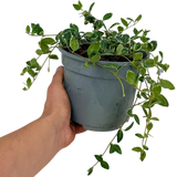 Vinca minor 'Ralph Shugert' (v)