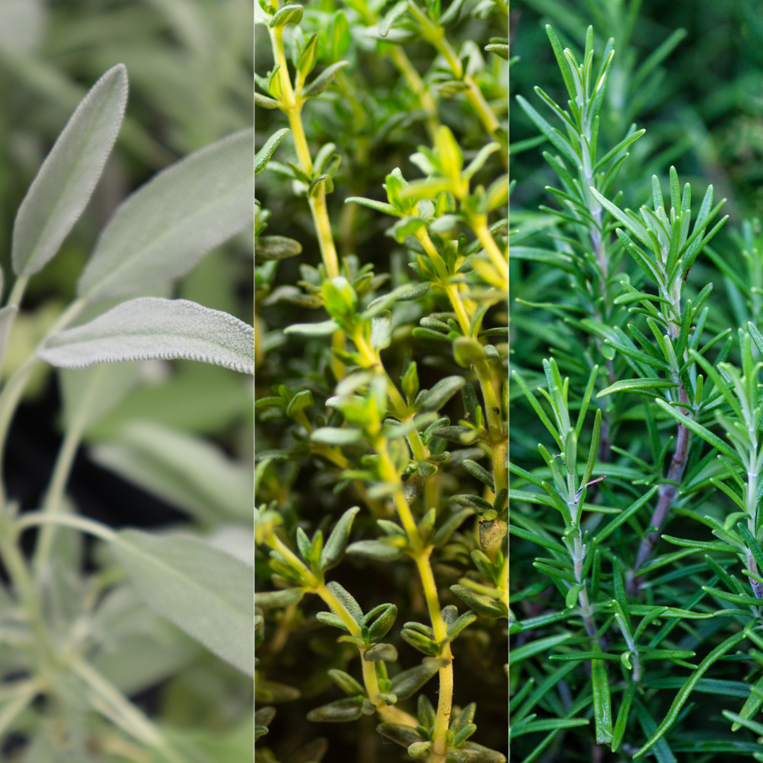 Winter Herb Cooking Collection 1L at Cedar Nursery Surrey