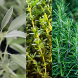 Winter Herb Cooking Collection 1L at Cedar Nursery Surrey