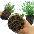 Winter Herb Cooking Collection 1L at Cedar Nursery Surrey