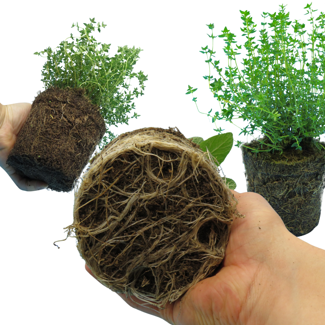 Winter Herb Cooking Collection 1L at Cedar Nursery Surrey