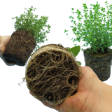 Winter Herb Cooking Collection 1L at Cedar Nursery Surrey