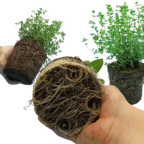 Winter Herb Cooking Collection 1L at Cedar Nursery Surrey