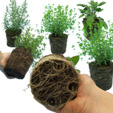 Winter Herb Cooking Collection 1L at Cedar Nursery Surrey