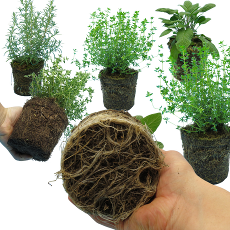 Winter Herb Cooking Collection 1L at Cedar Nursery Surrey