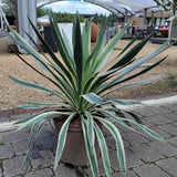 Yucca Variegata plant with white stripes at Cedar Nursery