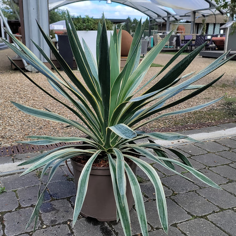 Yucca Variegata plant with white stripes at Cedar Nursery
