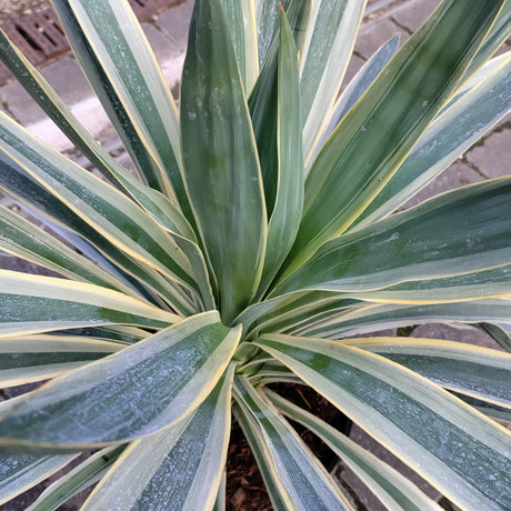 Close-up of a Yucca Variegata plant with white stripes at Cedar Nursery