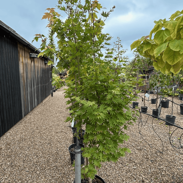 Acer shirasawanum 'Jordan' - Cedar Nursery - Plants and Outdoor Living