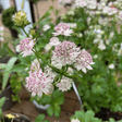 Astrantia 'Buckland' - Cedar Nursery - Plants and Outdoor Living