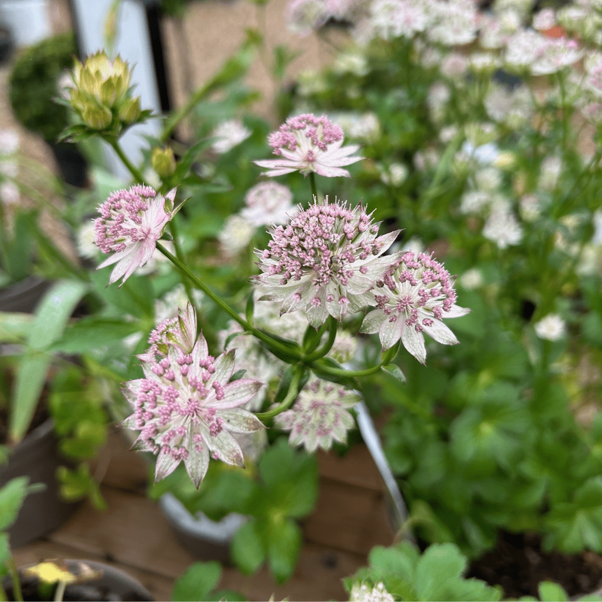 Astrantia 'Buckland' - Cedar Nursery - Plants and Outdoor Living