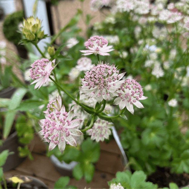 Astrantia 'Buckland' - Cedar Nursery - Plants and Outdoor Living