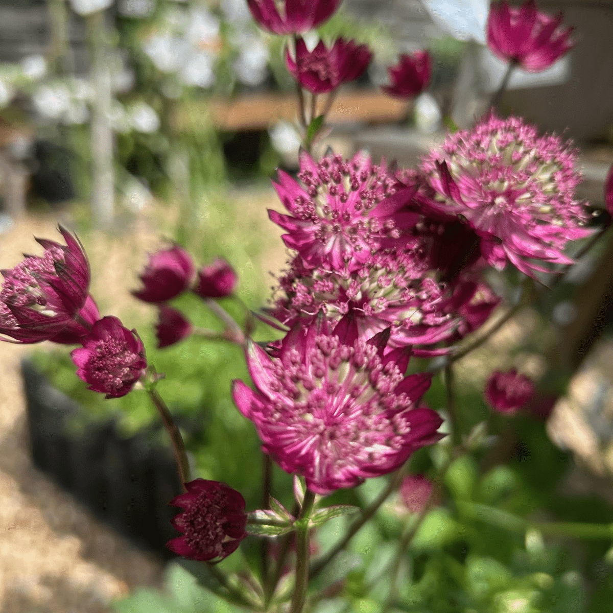 Astrantia major 'Star of Love' - Cedar Nursery - Plants and Outdoor Living
