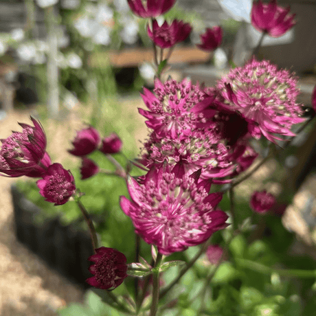 Astrantia major 'Star of Love' - Cedar Nursery - Plants and Outdoor Living