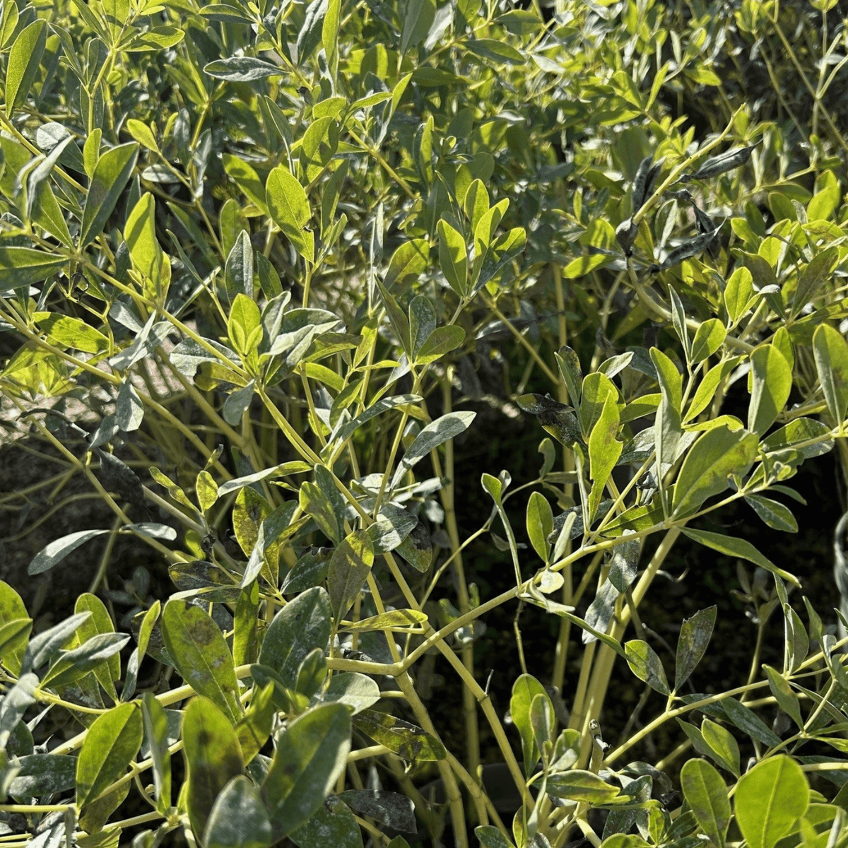Baptisia 'Vanilla Cream' (Decadence Series) - 5 litre - Cedar Nursery - Plants and Outdoor Living