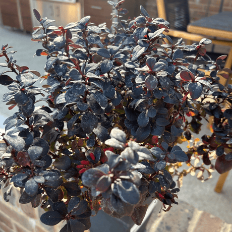 Berberis thunbergii f. atropurpurea 'Concorde' - 2 litre - Cedar Nursery - Plants and Outdoor Living