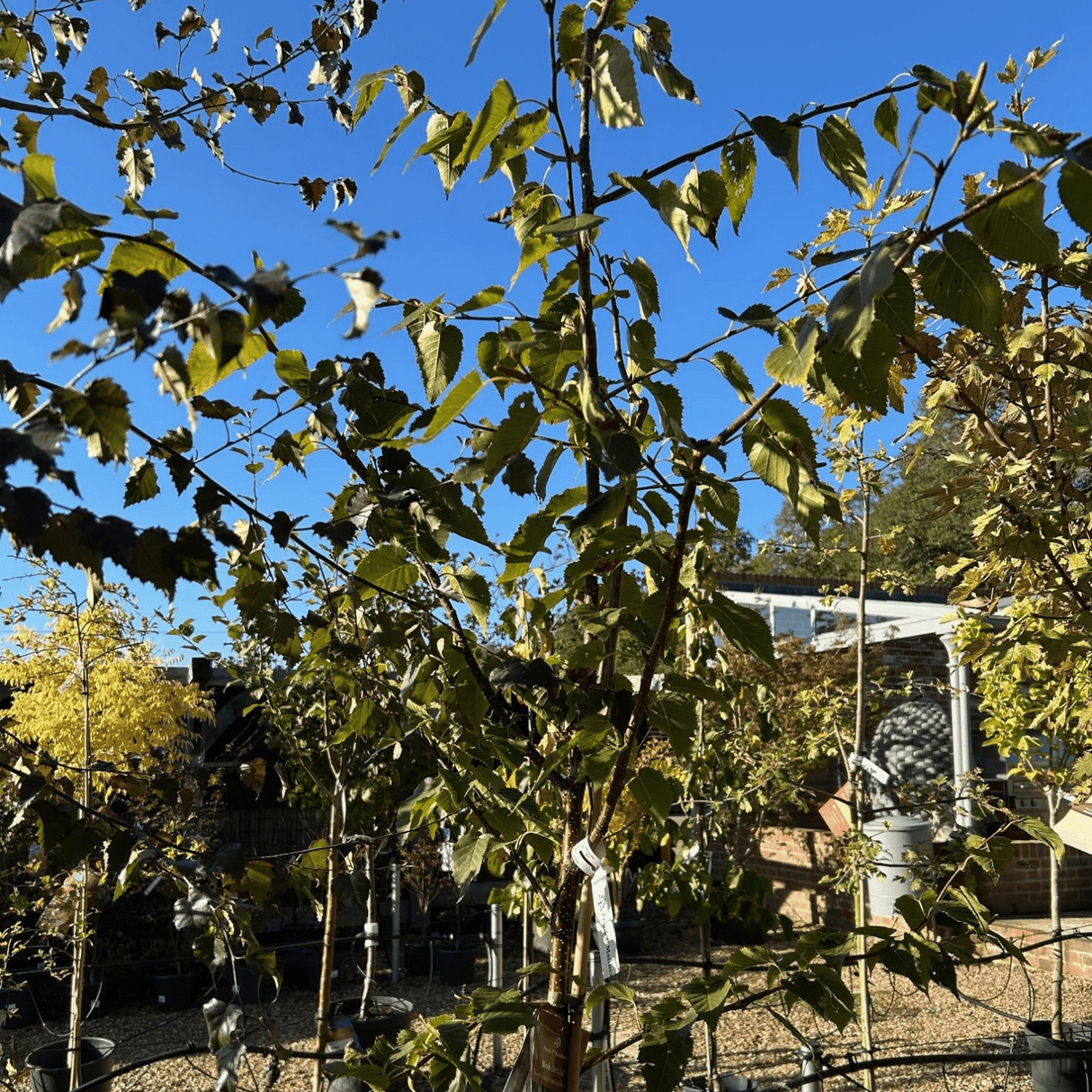 Betula ermanii 'Mount Zao Purple' - 12 litre (Birch) - Cedar Nursery - Plants and Outdoor Living