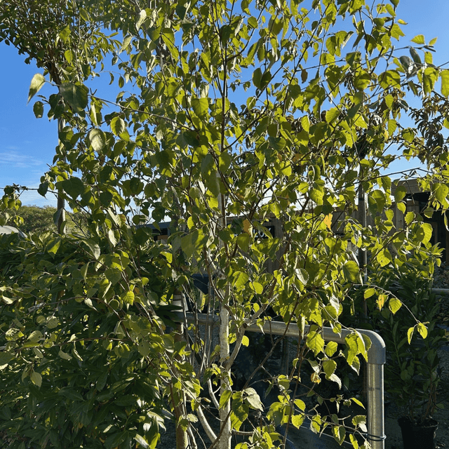 Betula utilis var. jacquemontii - 12 - 14 cm 60 litre (repotted) - Cedar Nursery - Plants and Outdoor Living
