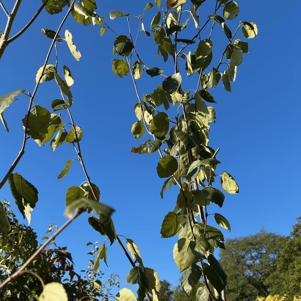 Betula utilis var. jacquemontii Snow Queen ='Doorenbos' - 175 - 200 cm 12 litre - Cedar Nursery - Plants and Outdoor Living