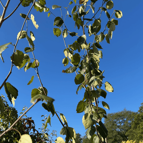 Betula utilis var. jacquemontii Snow Queen ='Doorenbos' - 175 - 200 cm 12 litre - Cedar Nursery - Plants and Outdoor Living