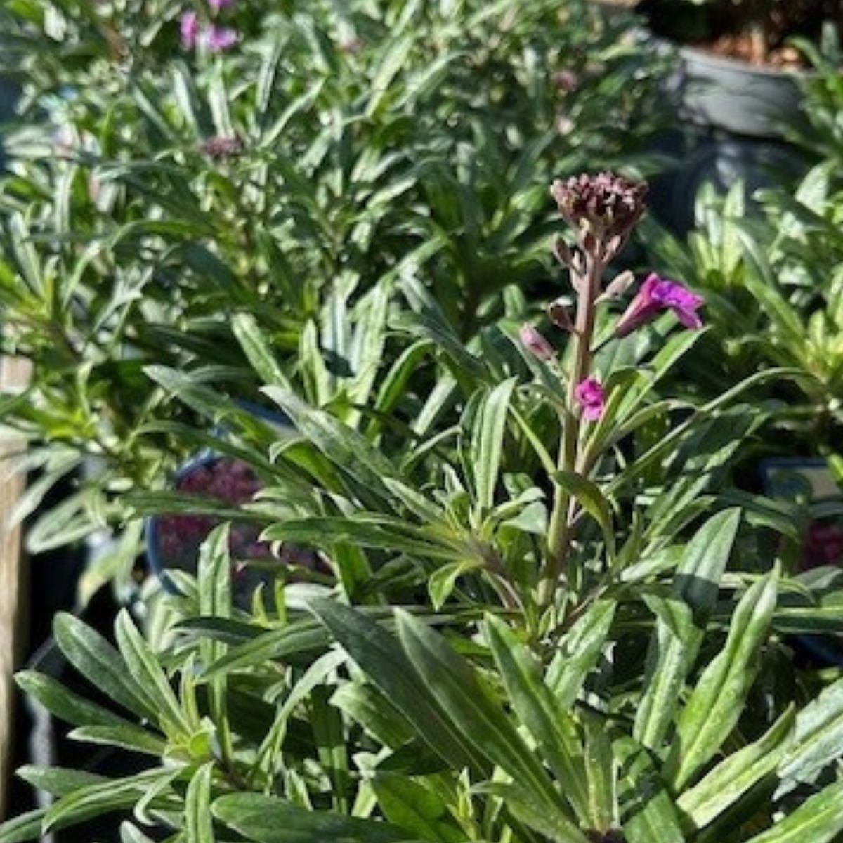 Buy Erysimum 'Bowles's Mauve' direct from Cedar Garden Nursery in Surrey