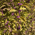 Callicarpa dichotoma 'Issai' - 3 litre - Cedar Nursery - Plants and Outdoor Living